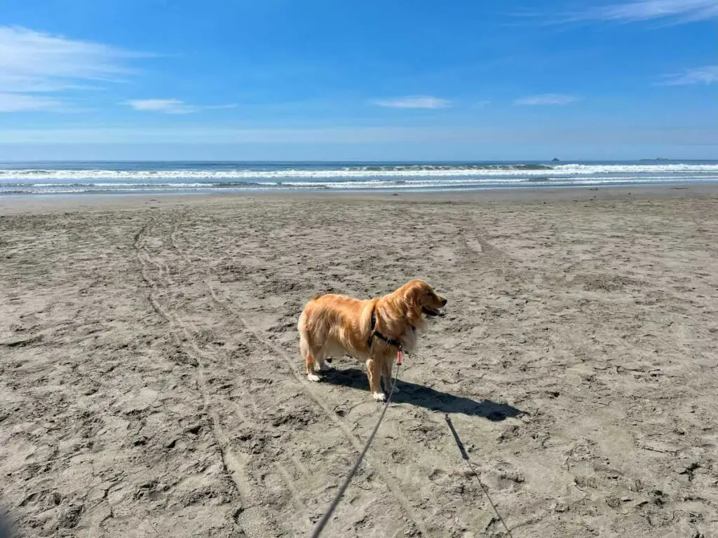 Golden retriever dog on sandy beach with ocean in background