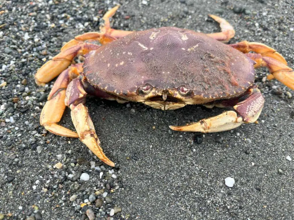 Crab on sandy beach in gold bluffs redwoods national park