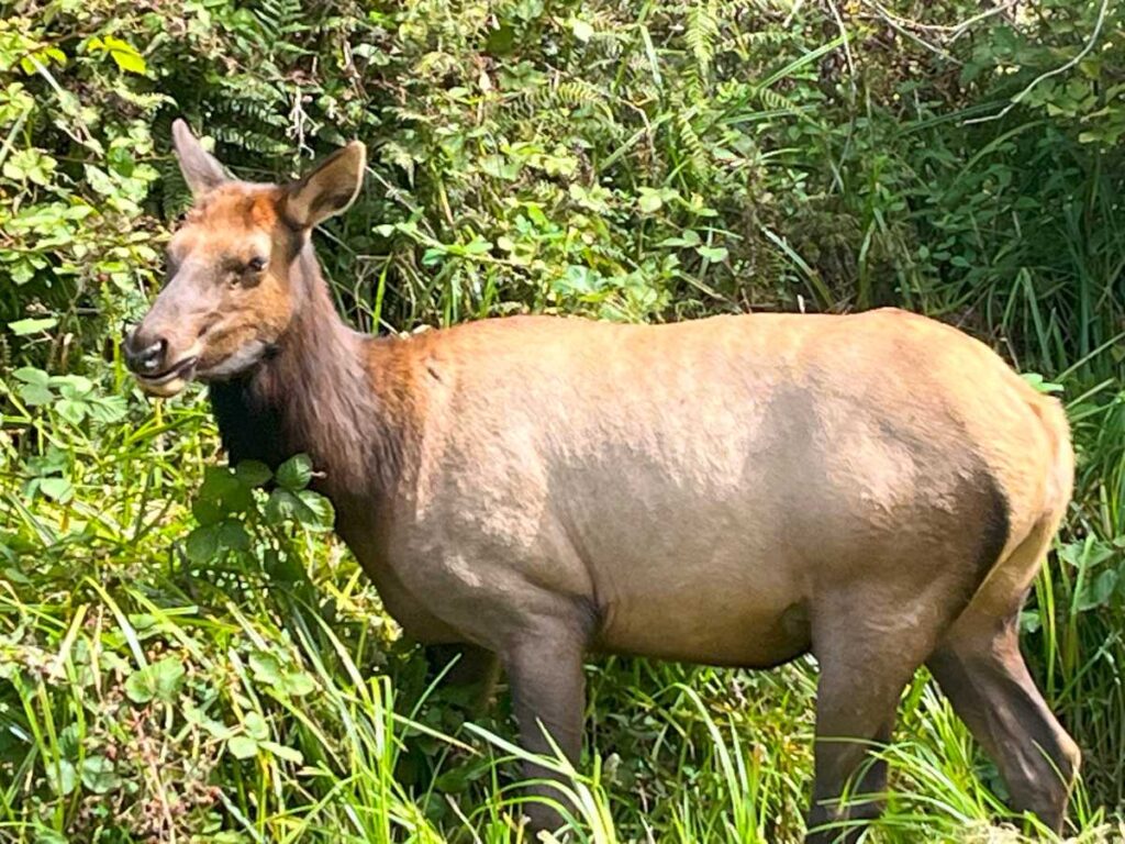 roosevelt elk against a backdrop of green brush in redwood National park