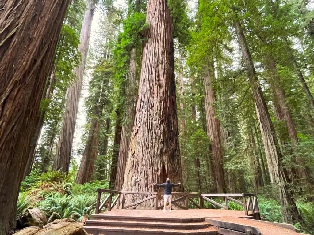giant redwood with man standing in front on a platform. The perfect start to a redwoods national park itinerary