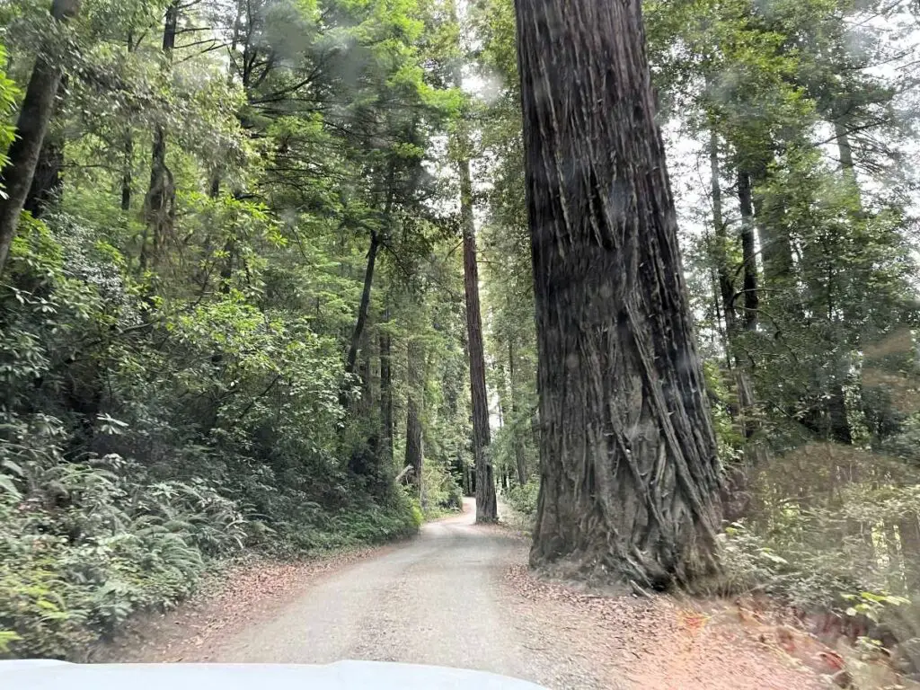 dirt road through redwood trees