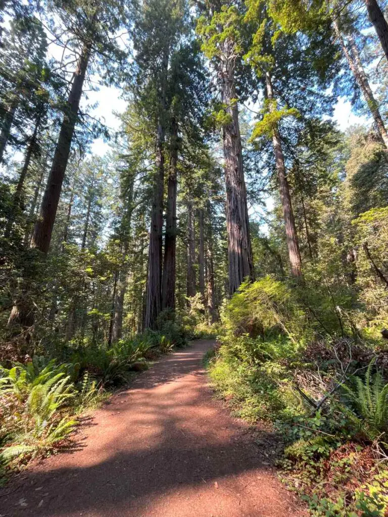 hiking trail through redwoods in Lady Bird Johnson Grove. Tall trees on both sides of dirt trail.