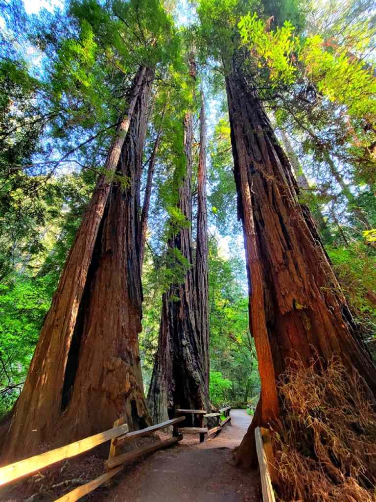 tall redwoods in Muir Woods National Monument, one of the california national parks