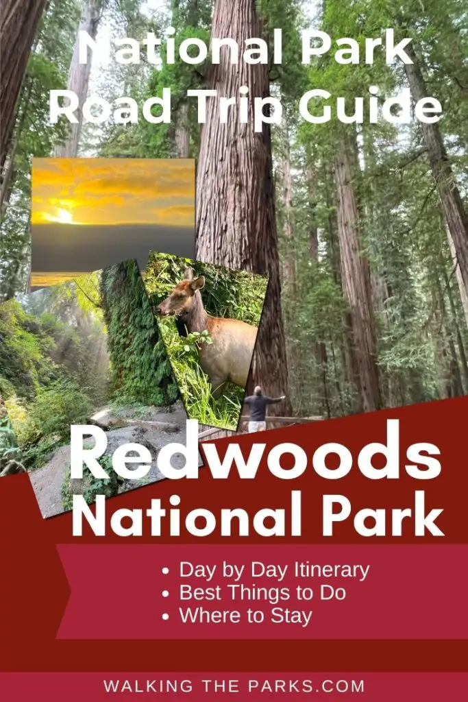 Redwoods National Park Road Trip Ideas!