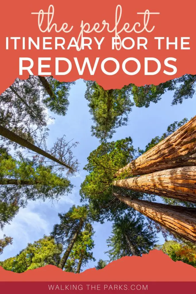 The perfect itinerary for the Redwoods!