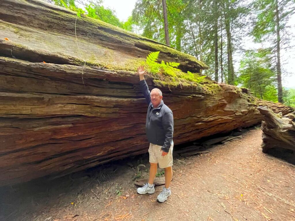 Downed Redwood trunk with man standing next to it as he hikes through the grove