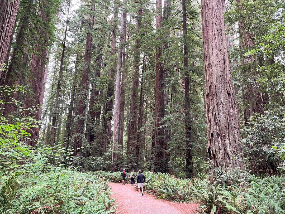 walking path through very tall redwood trees in Stout Grove