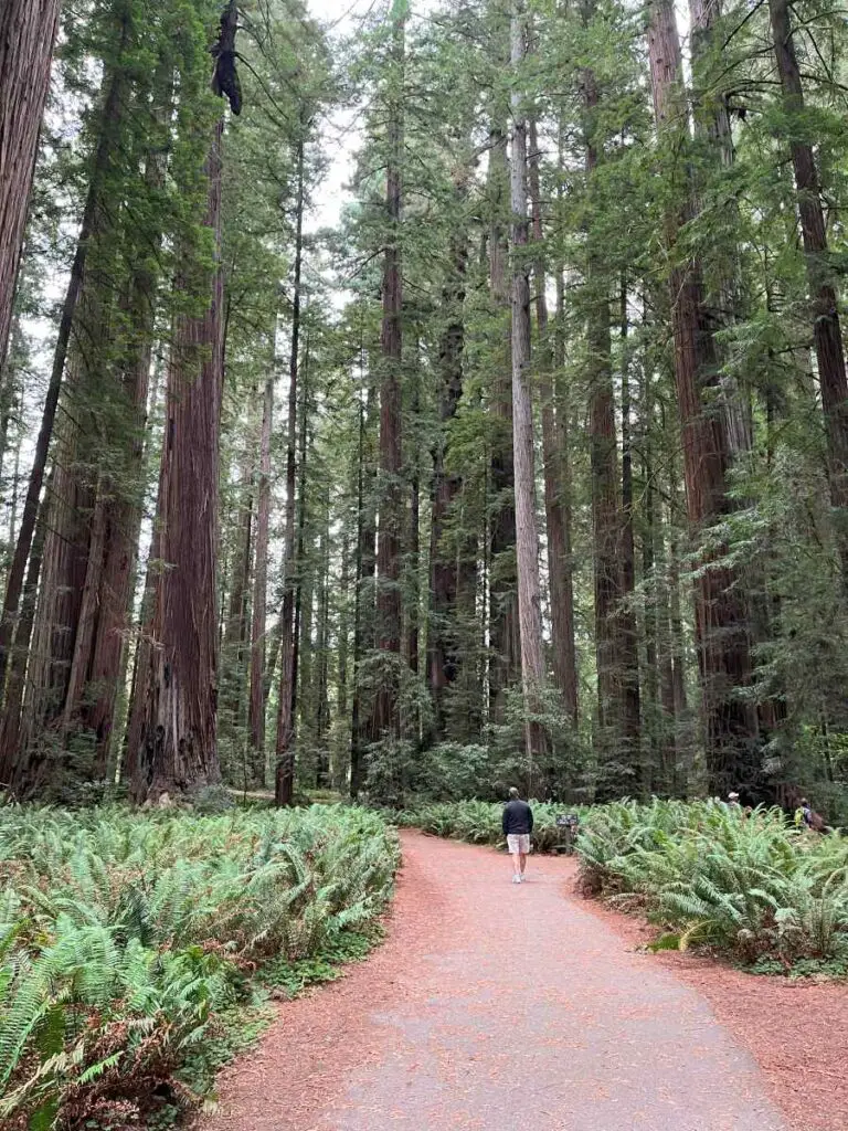 dirt path through redwood trees with man on trail