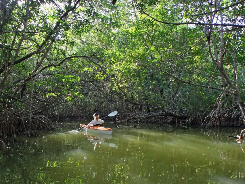 woman in white kayak on water floating through everglades brush