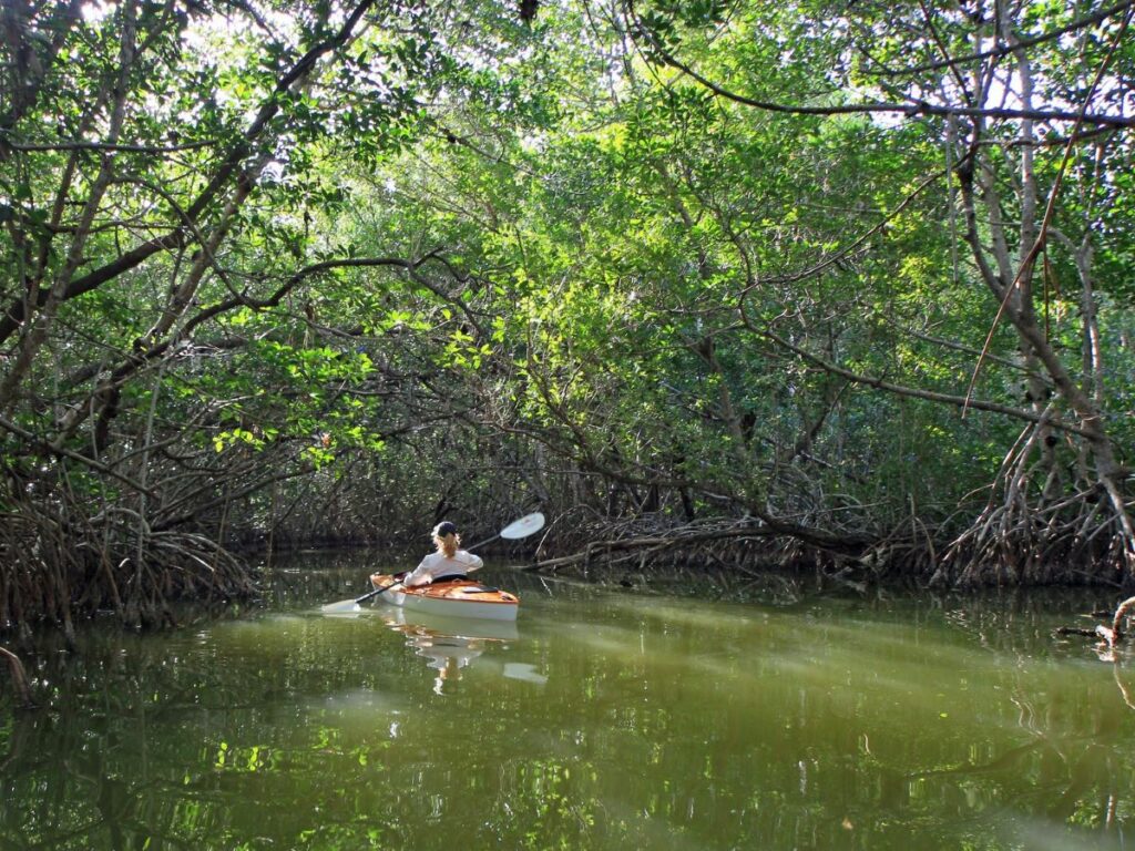 woman in white kayak on water floating through everglades brush