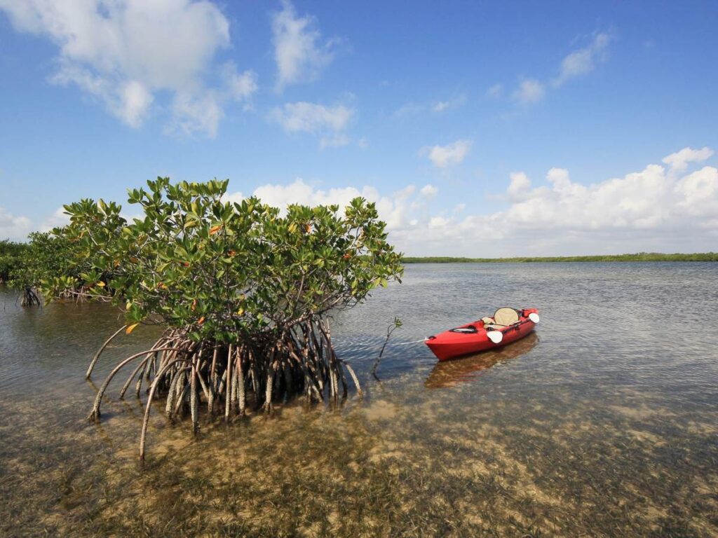 red kayak on ocean tied to mangrove