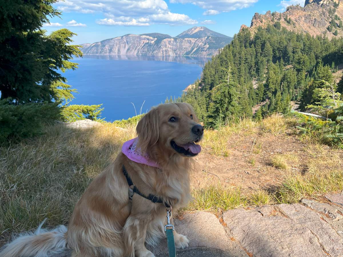Golden Retriever sitting next to backdrop of Crater Lake National Park