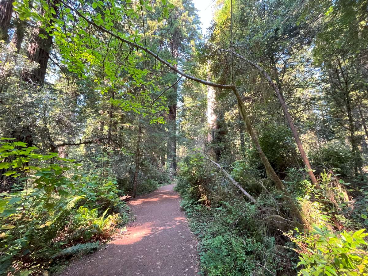 path leading through redwoods