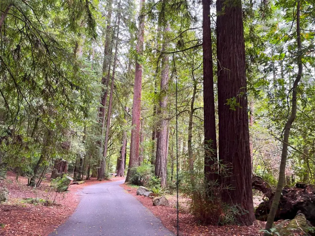 paved road through the redwoods