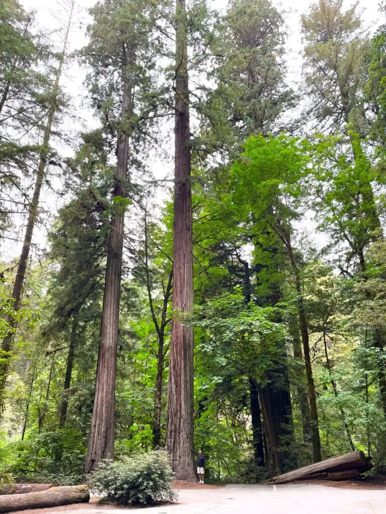 tall redwood trees with walking path in Stout Grove