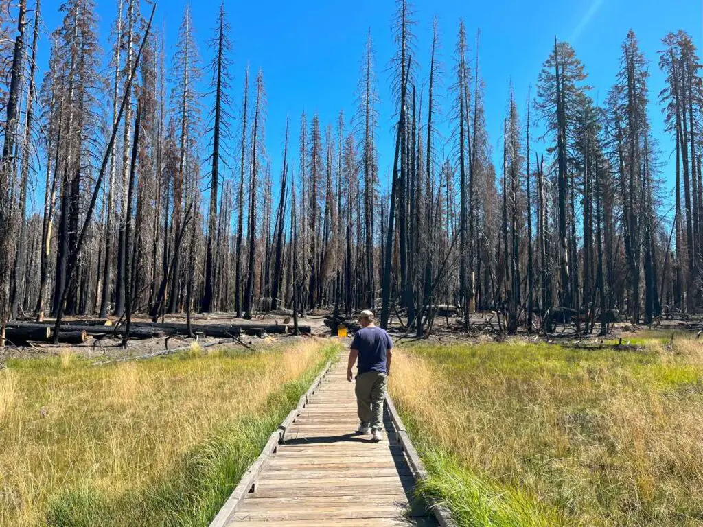 man walking wooden boardwalk toward trees burnt in fire