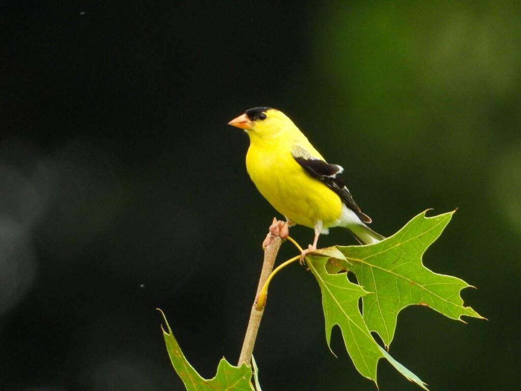 Bright Yellow American Goldfinch on a tree branch in Great Smoky Mountains National Park