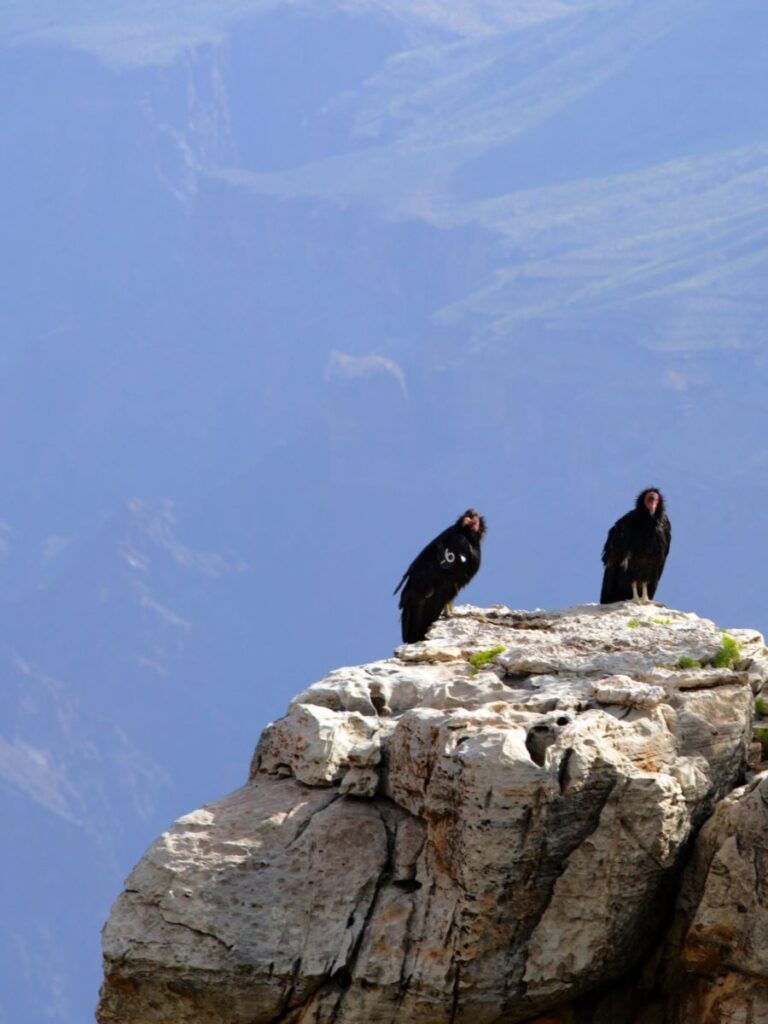 two condors sitting on a cliff in the grand canyon national park