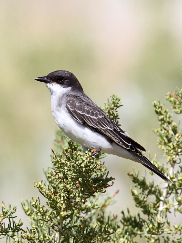 Black and White Kingbird in Yellowstone National Park
