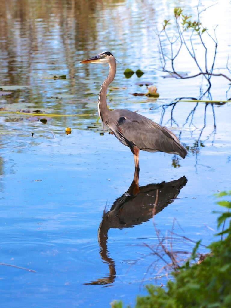Great Blue Heron in Everglades National Park