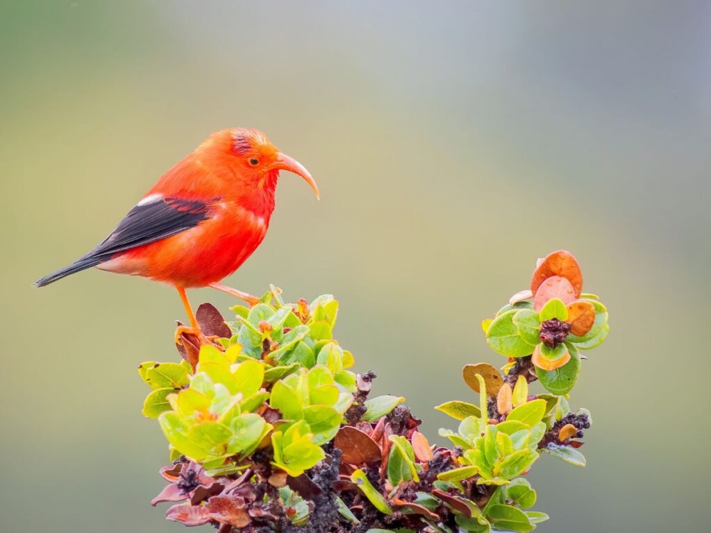 Orange bird with dark wing perched on a branch - Hawaiian Honeycreeper