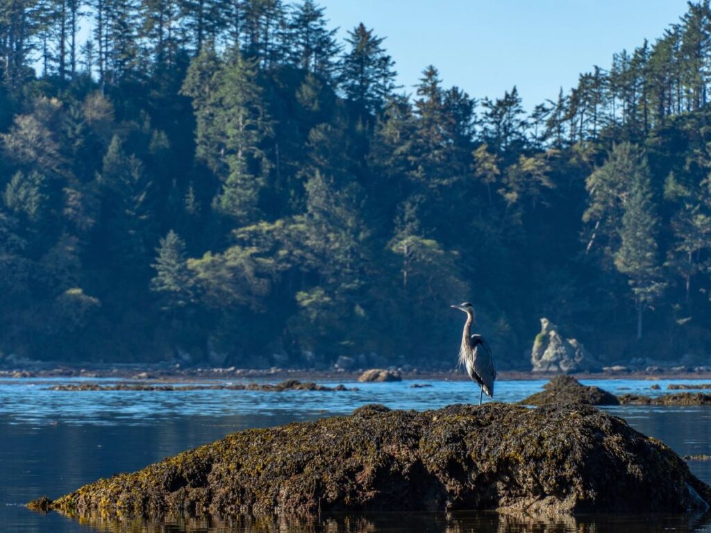 Heron standing on a small island in Olympic National Park