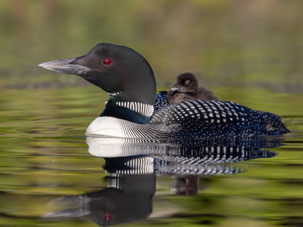 Loon swimming with baby on her back in Acadia National Park