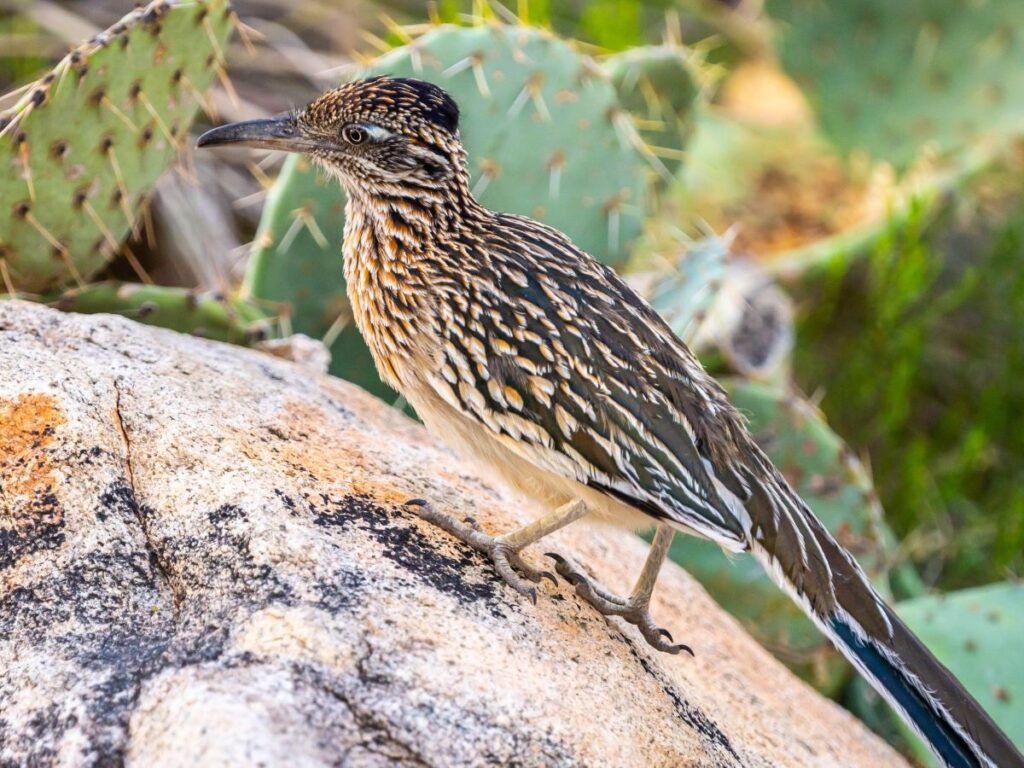Roadrunner on a rock with cactus in background
