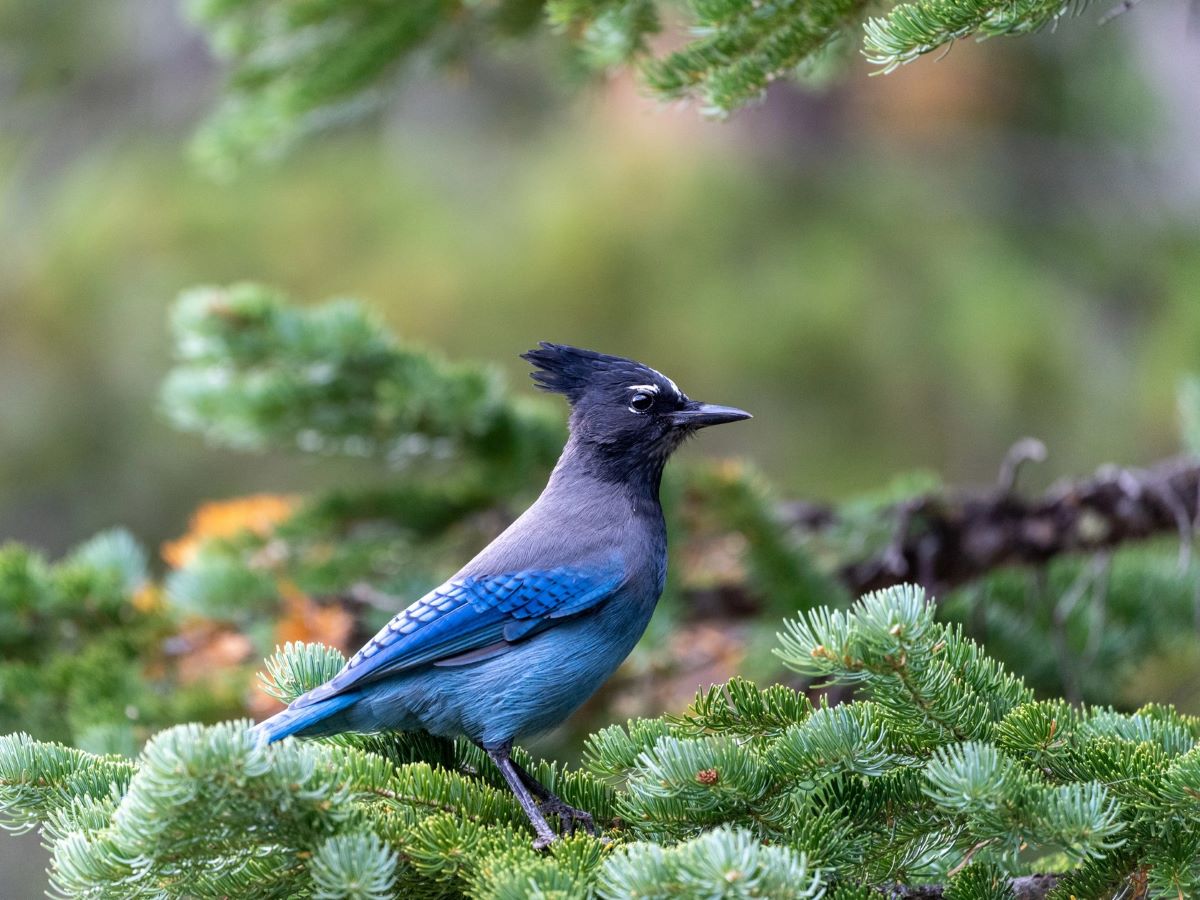 Stellar Jay on tree branch in Rocky Mountain National Park