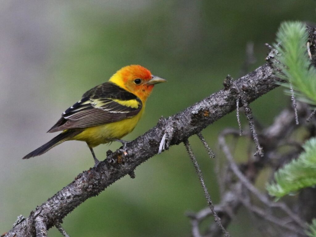 Black bird with orange head - Western Tanager in Rocky Mountain National Park