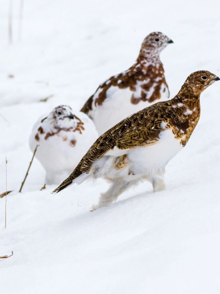 willow ptarmigon walking through snow in Denali National Park