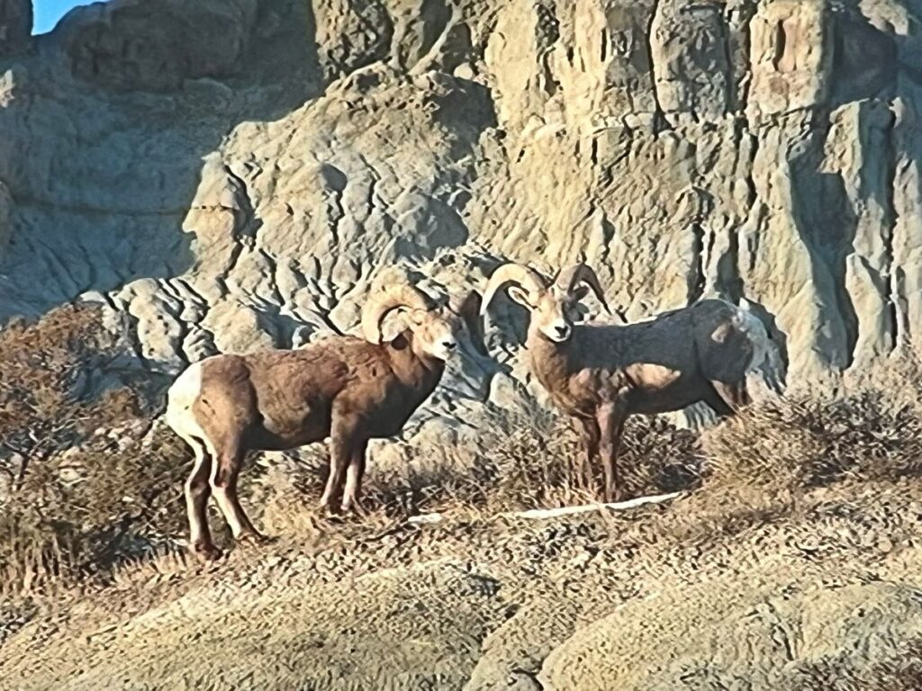BigHorn Sheep on rocks in Theodore Roosevelt National Park
