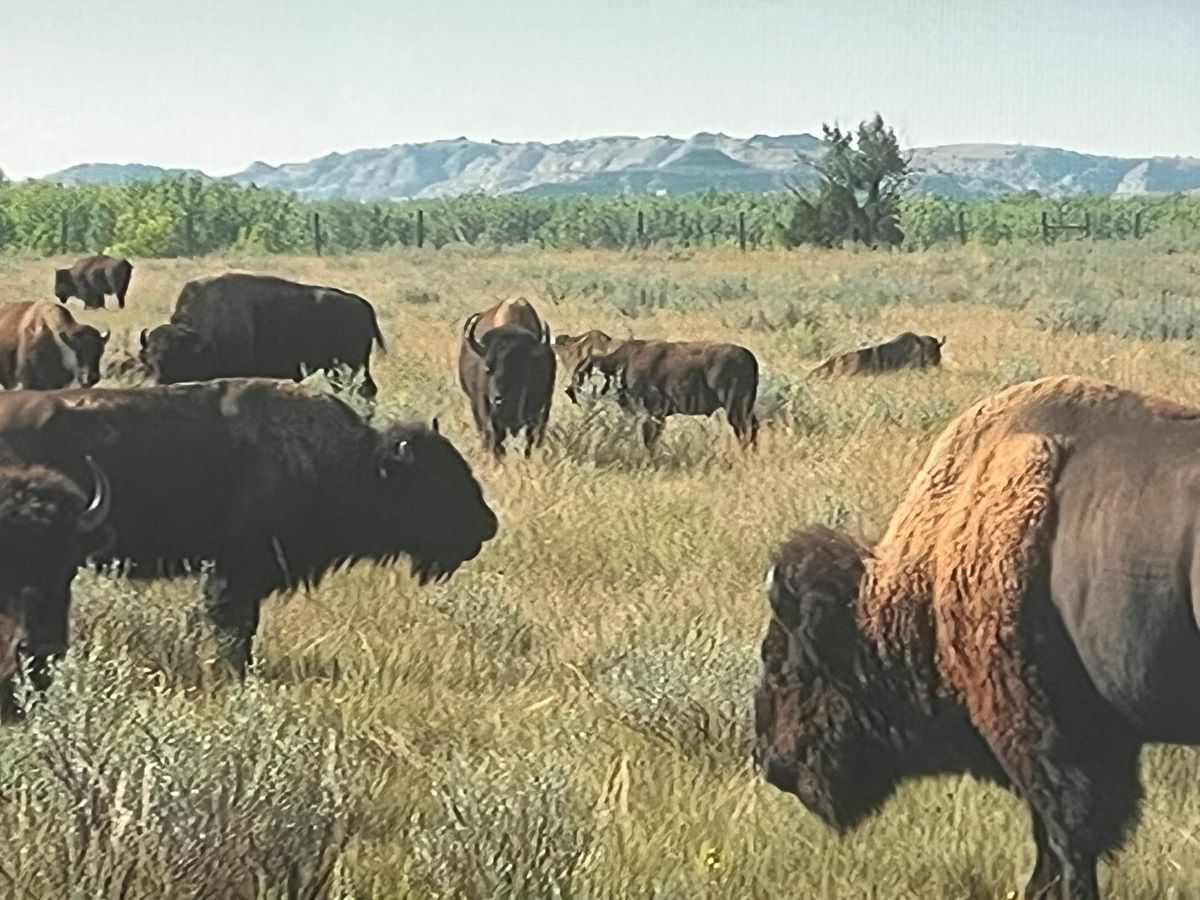 Bison in Theodore Roosevelt National Park with badlands in background