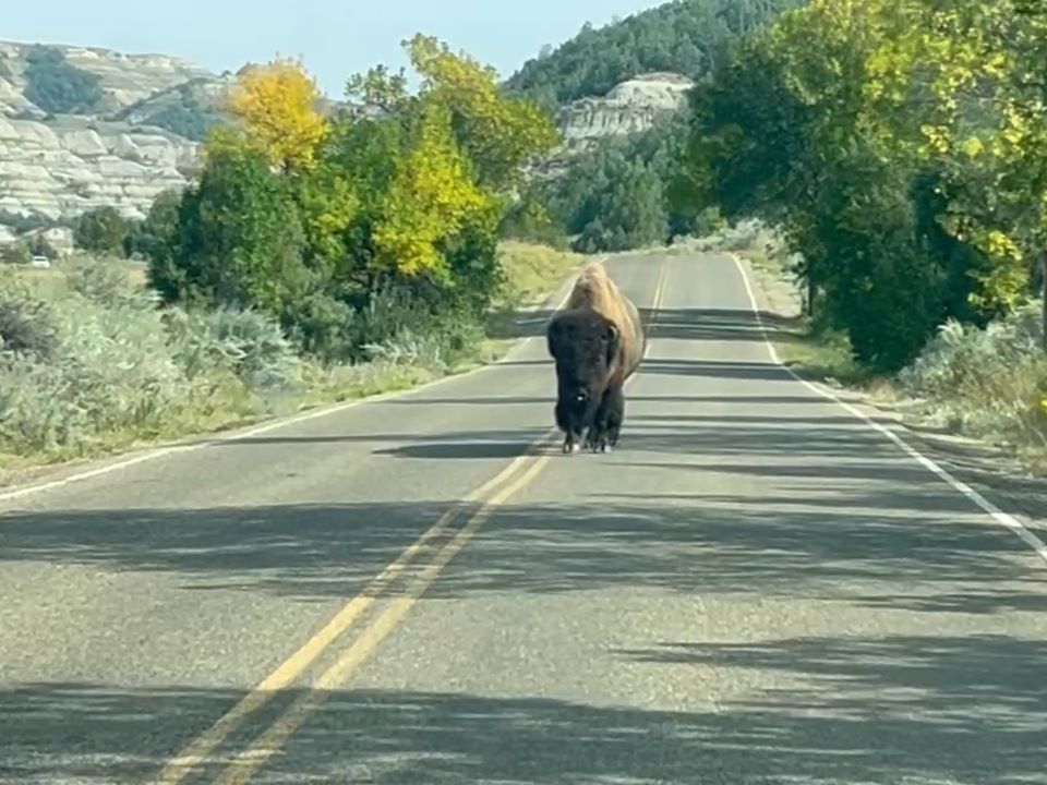 Bison walking down middle of road in Theodore Roosevelt National Park