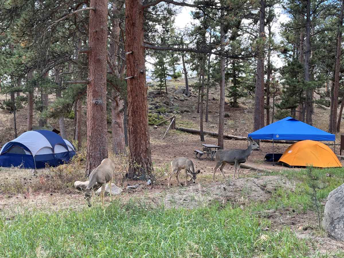 blue tent with deer in the foreground