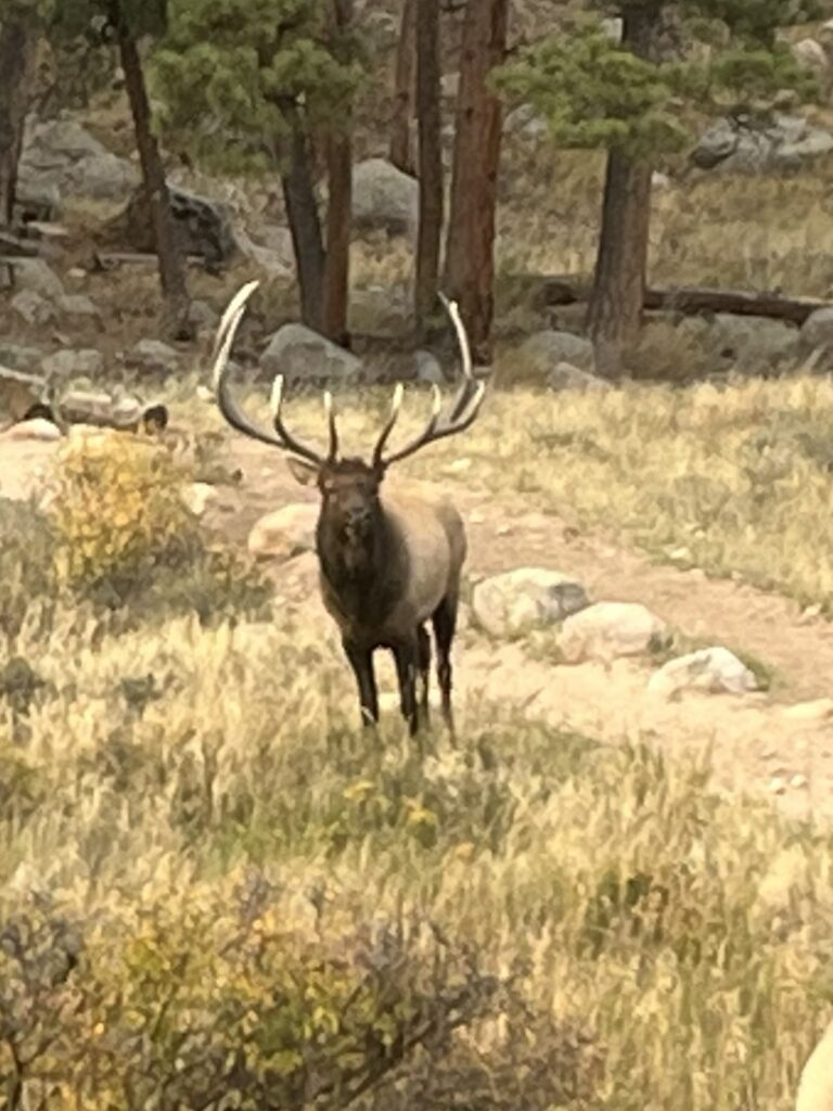 Bull elk in Rocky Mountain National Park