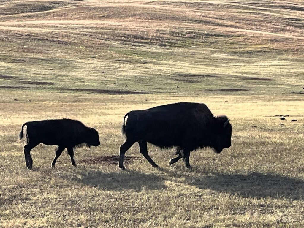 Bison grazing on the prairie in Wind Cave National Park