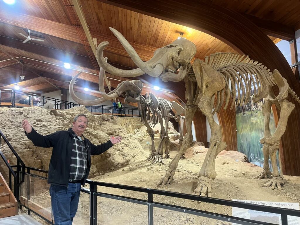 skeletons of mammoths in museum with man standing in front