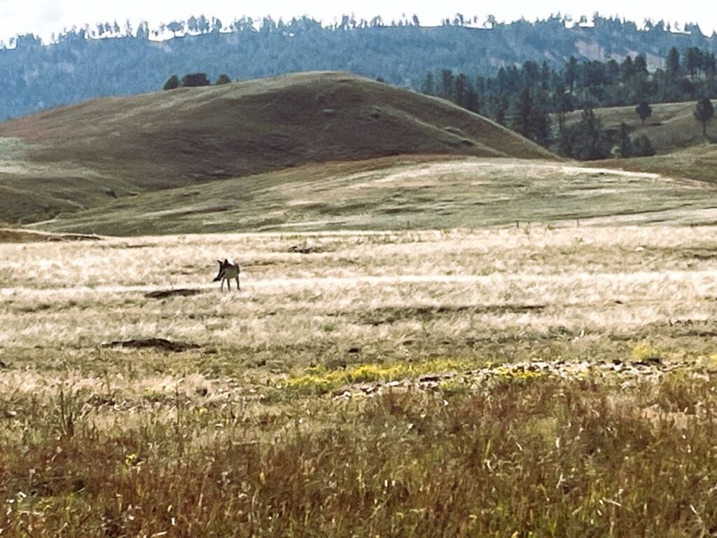 Coyotes in the prairie dog field at Wind Cave National Park
